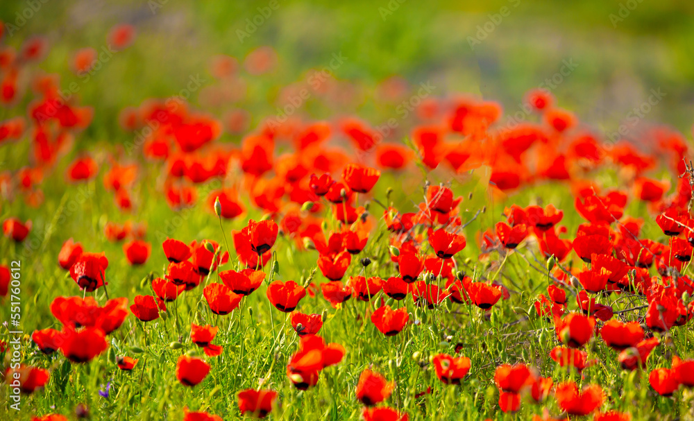 Spring, field of poppy flowers. The concept of the freshness of the morning nature. Spring landscape of red wildflowers. Beautiful landscape, pnorama long banner. Spring, field of poppy flowers. The concept of the freshness of the morning nature. Spring landscape of red wildflowers. Beautiful landscape, pnorama long banner.