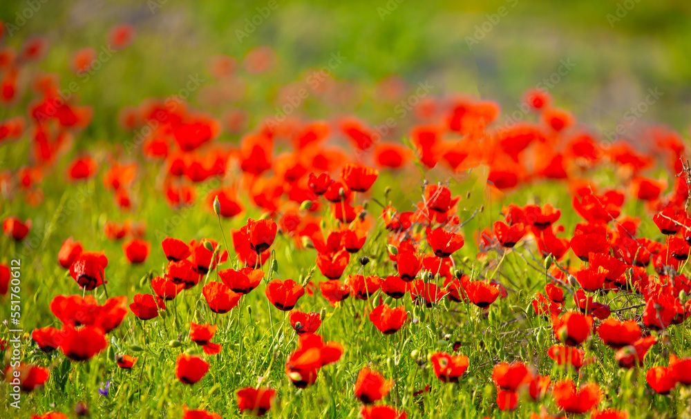 Spring, field of poppy flowers. The concept of the freshness of the morning nature. Spring landscape of red wildflowers. Beautiful landscape, pnorama long banner.