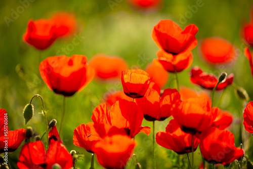 Spring  field of poppy flowers. The concept of the freshness of the morning nature. Spring landscape of red wildflowers. Beautiful landscape  pnorama long banner.
