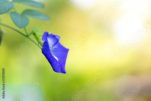 butterfly pea blue pea flower thai herbs