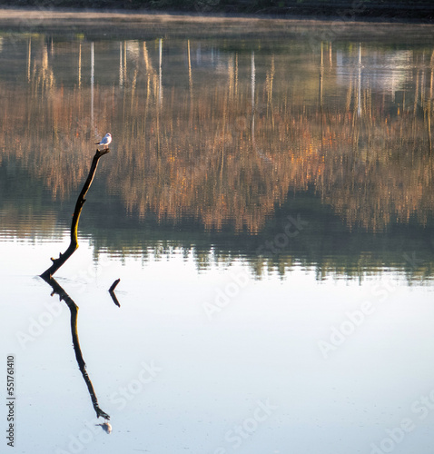 Gaviota posada en un palo que sobresale del río y reflejada. Río Lérez, Pontevedra, España.