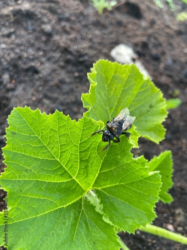 fly on leaf photo