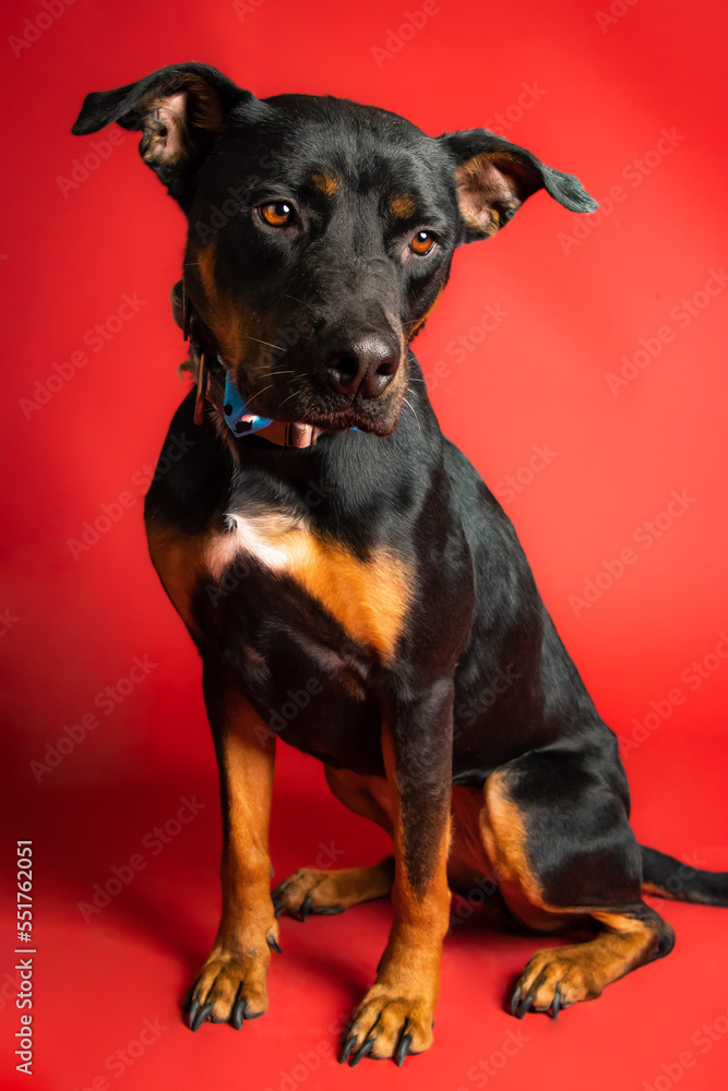 sOLO DOG POSING FOR CAMERA sOLO DOG POSING FOR CAMERA
