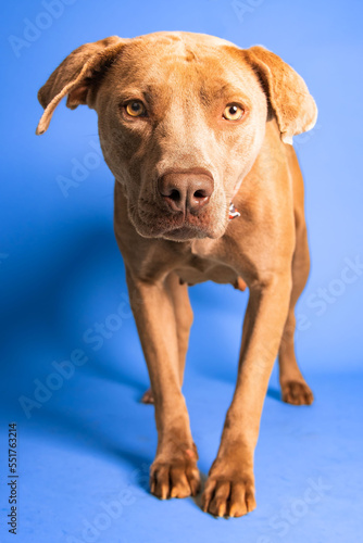 sOLO DOG POSING FOR CAMERA