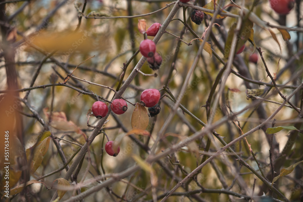 Snow-covered red rosehip berries on a bush against a background of snow. Rosehip bush with berries in winter Snow-covered red rosehip berries on a bush against a background of snow. Rosehip bush with berries in winter
