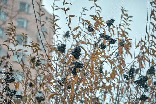 Black berries under snow in winter Natural background