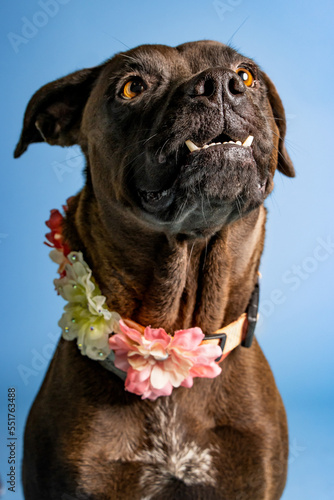 sOLO DOG POSING FOR CAMERA photo