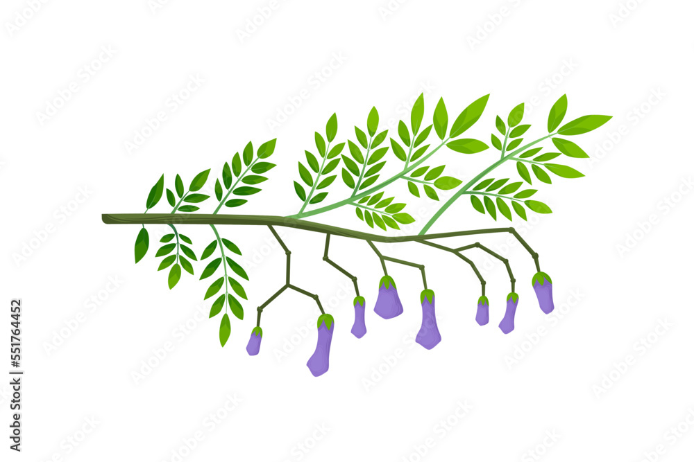 Jacaranda Mimosifolia tree, lilac flowers, buds and leaves on the branch. Jacaranda Mimosifolia tree, lilac flowers, buds and leaves on the branch.