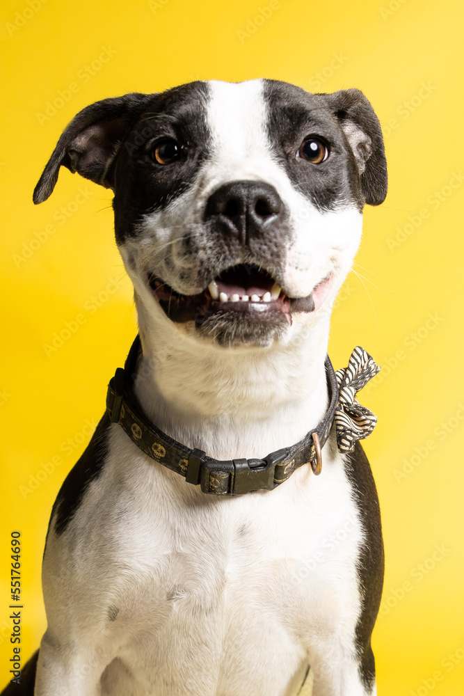 Solo rescue dog posing for the camera