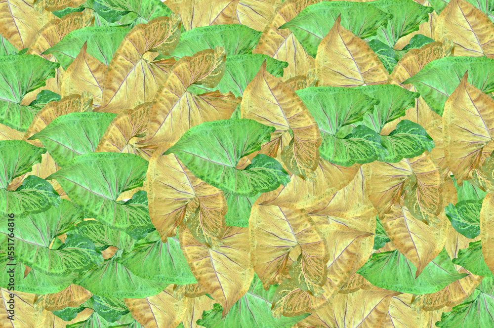 Syngonium Green Splash Syngonium Green Splash