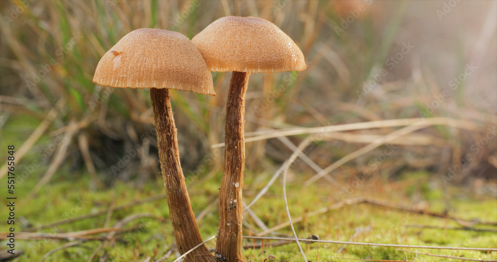 Mushrooms in the wild forest Mushrooms in the wild forest