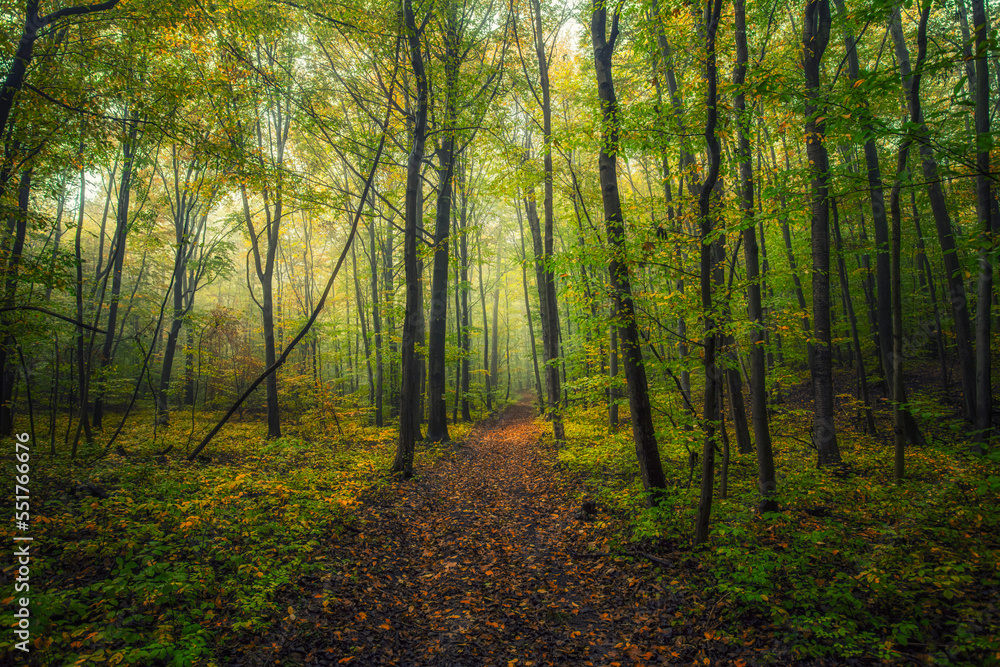 Obraz premium misty autumn forest 