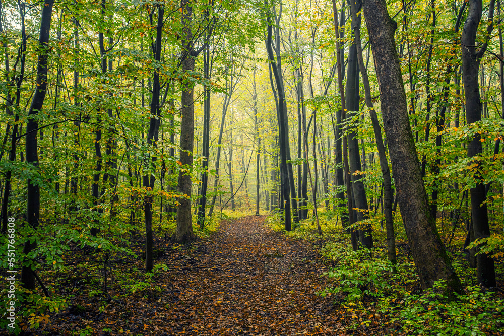 Obraz premium green forest in the mist