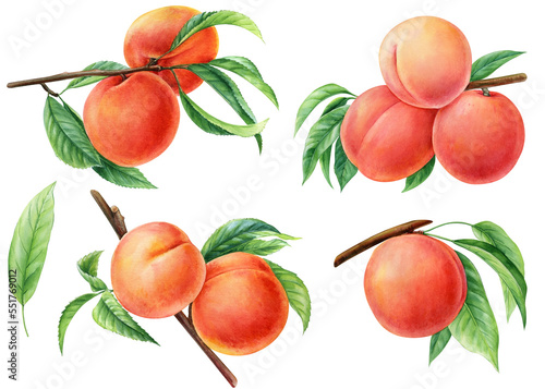 Peach on white background. Botanical illustration of fruit peach, Watercolor style elements for design