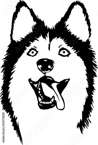 Cute Husky illustration svg, Husky svg, Syberian husky svg illustration