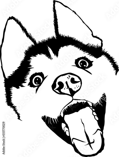 Cute Husky illustration svg, Husky svg, Syberian husky svg illustration