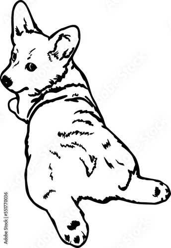 Cute Welsh corgi puppy svg illustration, Welsh Corgi svg, corgi illustration, corgi breed 