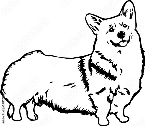 Cute Welsh corgi puppy svg illustration, Welsh Corgi svg, corgi illustration, corgi breed 
