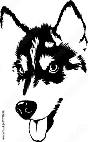 Cute Husky illustration svg, Husky svg, Syberian husky svg illustration