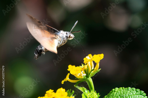 Hummingbird hawk-moth hovering over a flower (Macroglossum stellatarum)