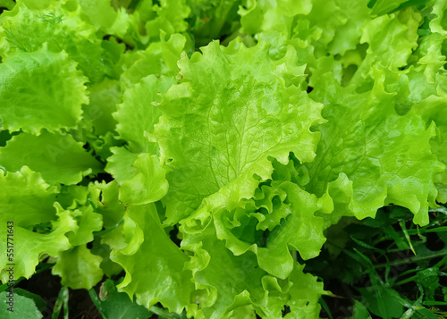 Photo of a harvest of fresh green lettuce grown on a farm in eco-friendly conditions