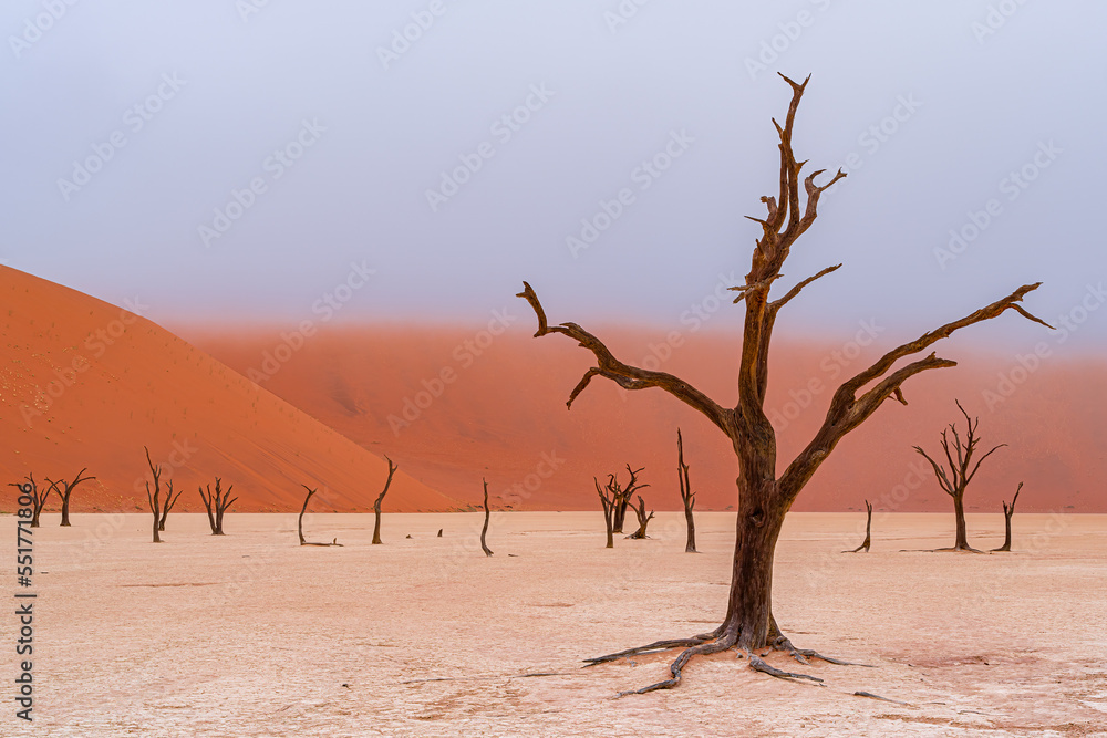 Foggy morning with dead Camelthorn trees against red dunes in Deadvlei, Sossusvlei, Namib-Naukluft National Park, Namibia, Africa