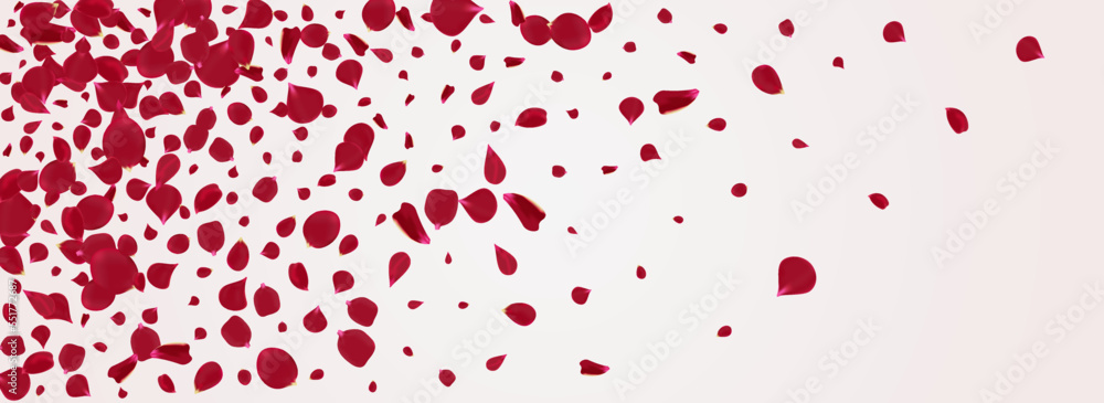 Delicate Rose Tender Vector Panoramic White Delicate Rose Tender Vector Panoramic White