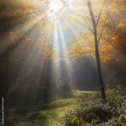 Fototapeta Naklejka Na Ścianę i Meble -  sun rays in the forest