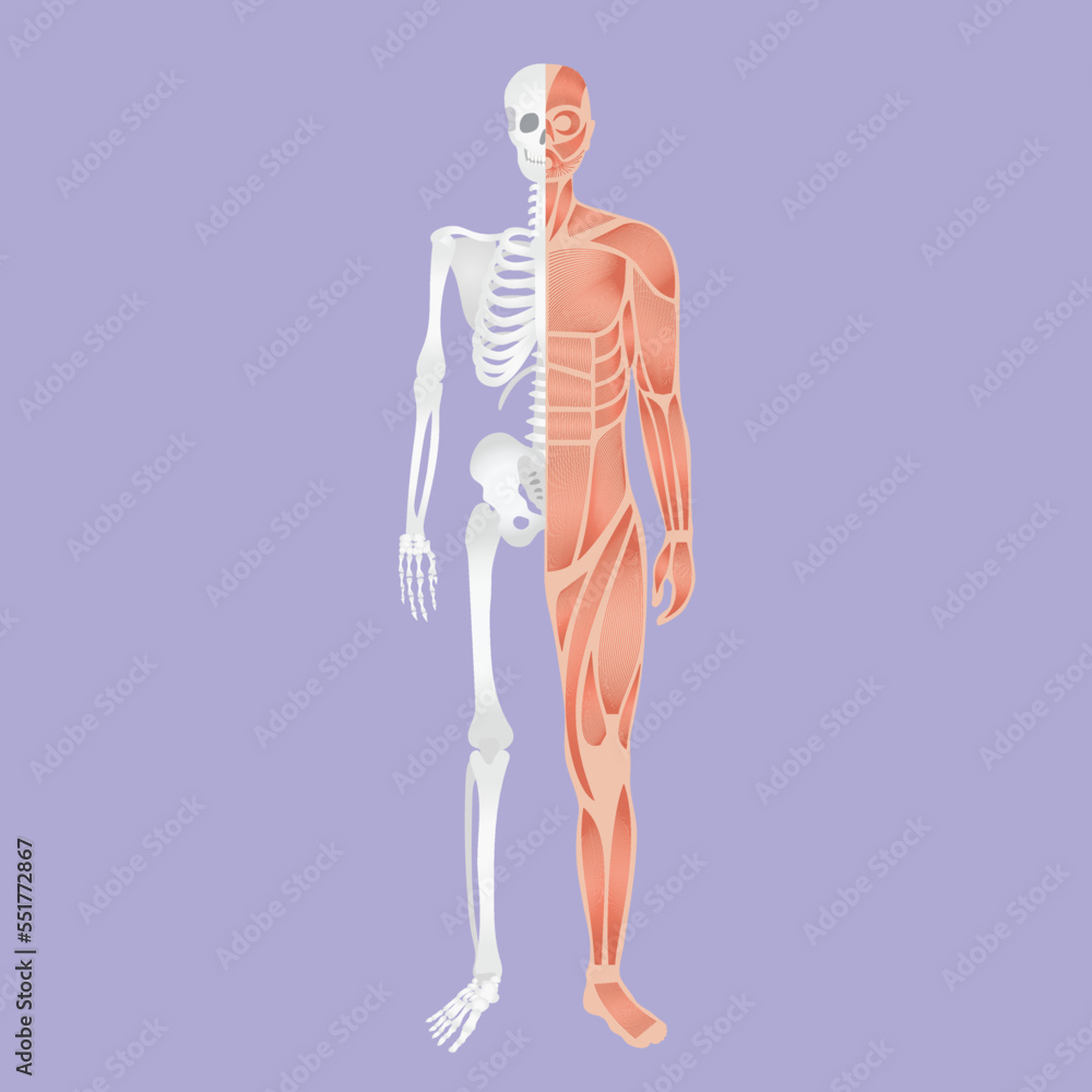 Half skeleton with half human body nerve and spinal system. Skeletal system of human body anatomy and human body nerve system with a skeleton. Standing skeletal system and spinal process of human body Half skeleton with half human body nerve and spinal system. Skeletal system of human body anatomy and human body nerve system with a skeleton. Standing skeletal system and spinal process of human body