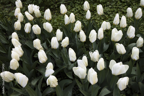 Many white tulips on flowerbed