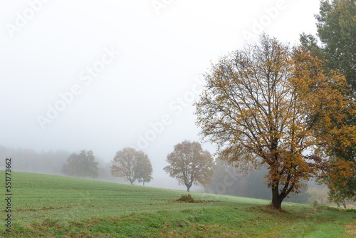 Foggy autumn morning. Autumn landscape.