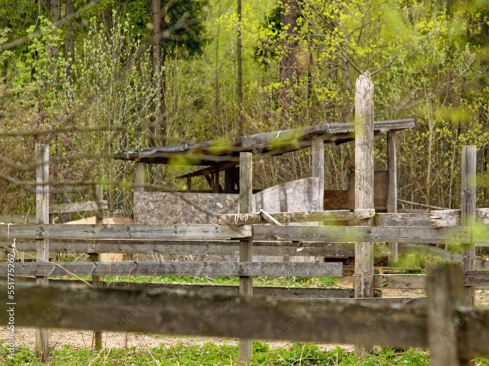 feeder for horses near the forest feeder for horses near the forest