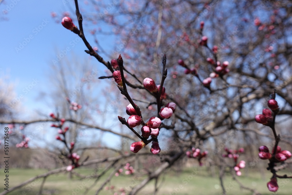 Light pink flower buds of apricot tree in March Light pink flower buds of apricot tree in March