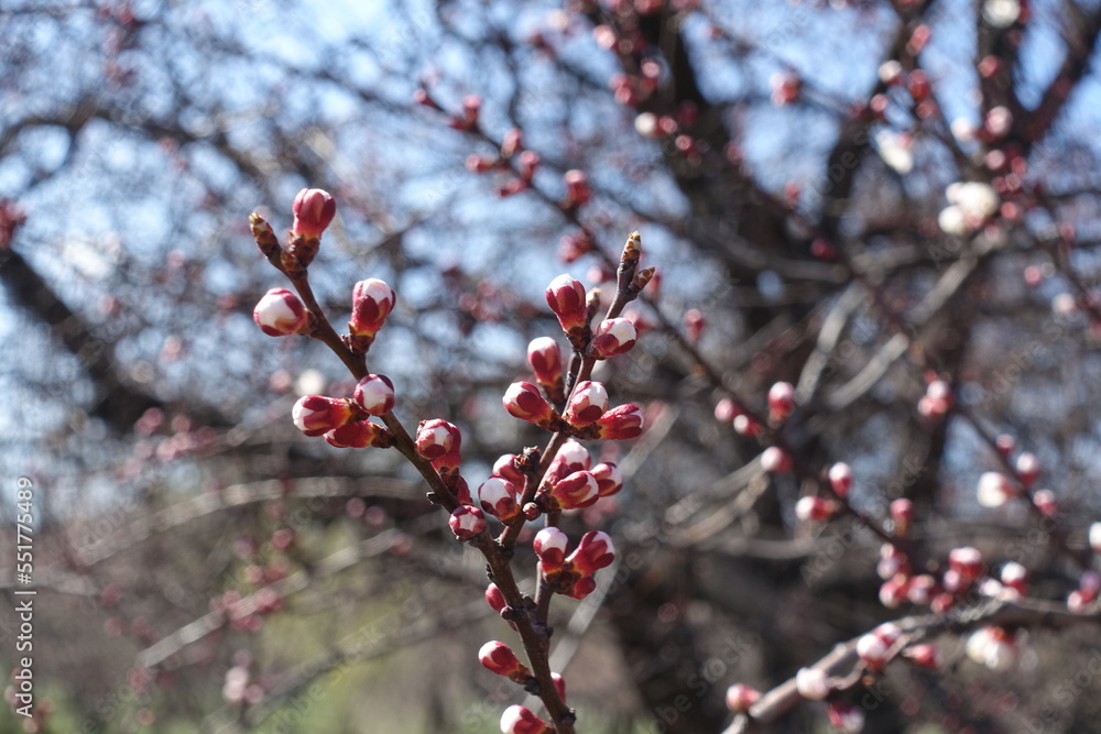 Naked branches of apricot tree with closed flower buds in March Naked branches of apricot tree with closed flower buds in March