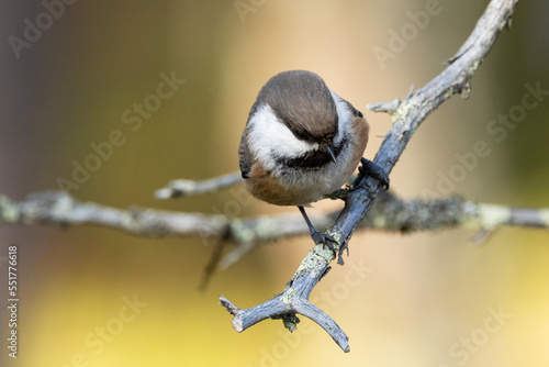 A small and curious passerine Siberian tit perched on a small twig in an old Pine forest in Urho Kekkonen National Park, Northern Finland
