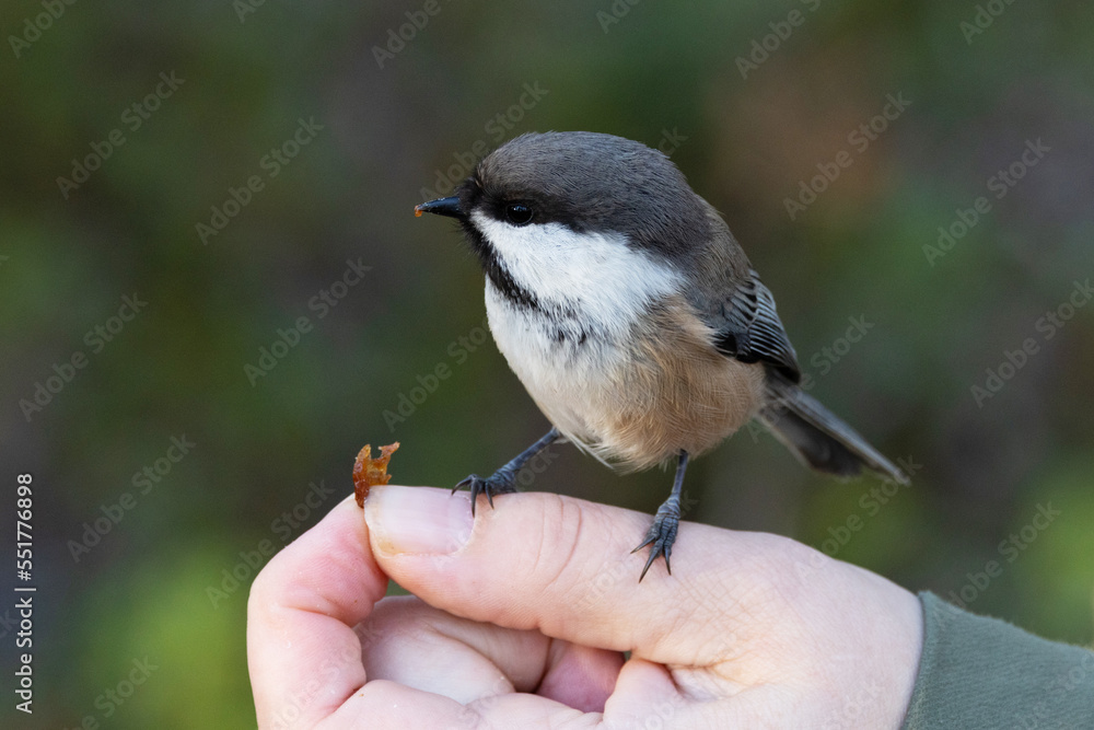 Fototapeta premium A small Siberian tit standing on a hand and eating a raisin. Shot in Urho Kekkonen National Park, Northern Finland. 
