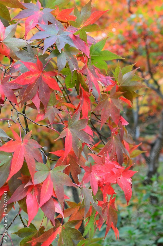 紅葉狩り　11月の弥彦公園
