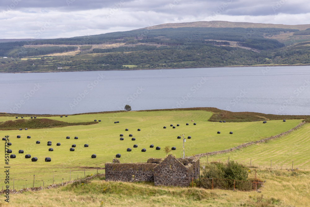 Flock of sheep on the Ile of Mull, Scotland