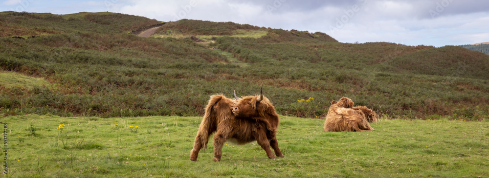 highland cattle ( Kyloe) in the highlands of Scotland