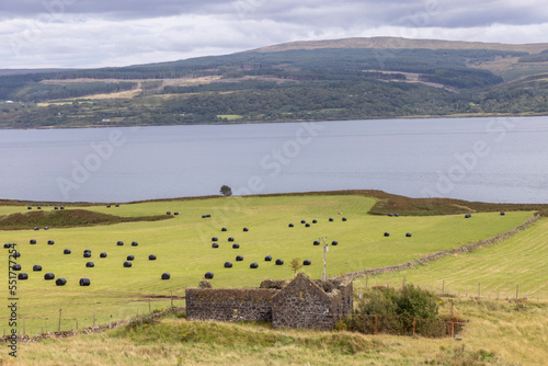 Obraz na płótnie Flock of sheep on the Ile of Mull, Scotland w salonie