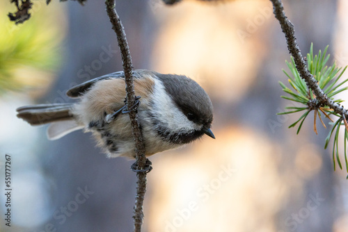 A small and curious passerine Siberian tit perched on a small twig in an old Pine forest in Urho Kekkonen National Park, Northern Finland