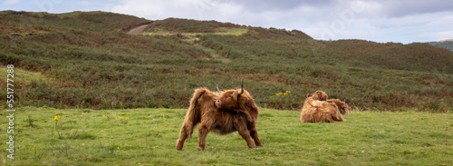 Obraz na płótnie highland cattle ( Kyloe) in the highlands of Scotland w salonie