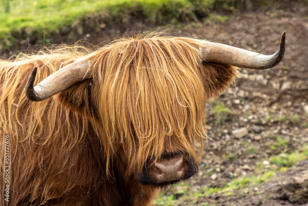 highland cattle ( Kyloe) in the highlands of Scotland