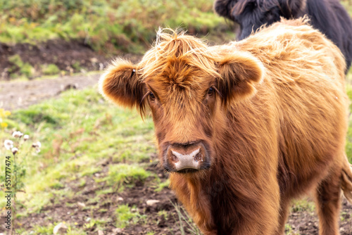 Obraz na płótnie highland cattle ( Kyloe) in the highlands of Scotland w salonie