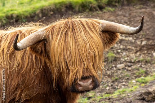 Obraz na płótnie highland cattle ( Kyloe) in the highlands of Scotland w salonie
