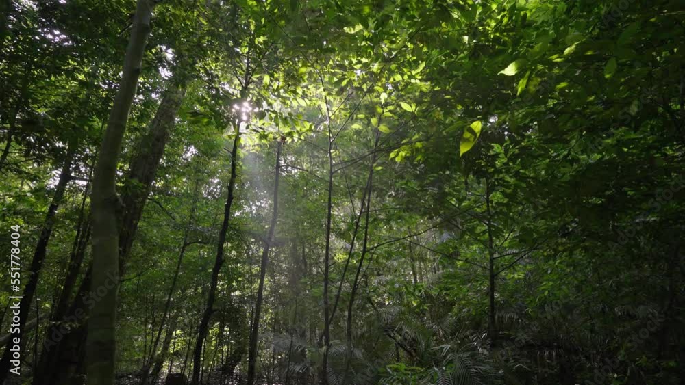 The rays of the sun shine through the trees in the misty rainforest. Beautiful sunbeams. The rays of the sun shine through the trees in the misty rainforest. Beautiful sunbeams.
