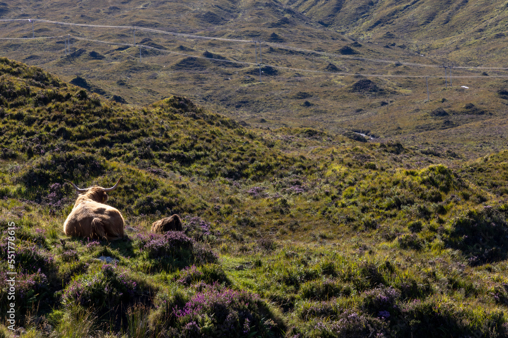 highland cattle ( Kyloe) in the highlands of Scotland