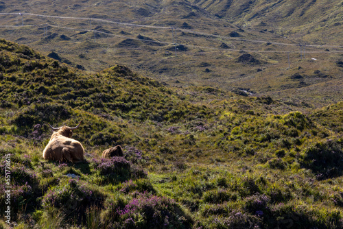 Obraz na płótnie highland cattle ( Kyloe) in the highlands of Scotland w salonie
