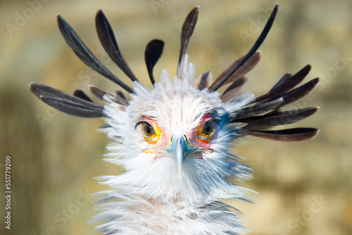 Bild auf Leinwand Portrait of a secretary bird in the zoo.