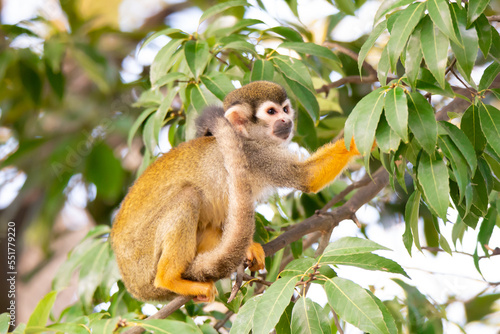 Squirrel monkey on the tree.